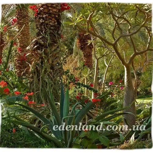 Зображення Ботанічний сад Ейн-Геді