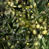 Изображение Олива европейская - Oliva europaea