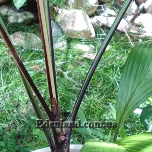 Изображение Дипсис фанева - Dypsis faneva