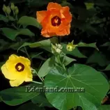 Изображение Гибискус липовидный - Hibiscus tiliaceus