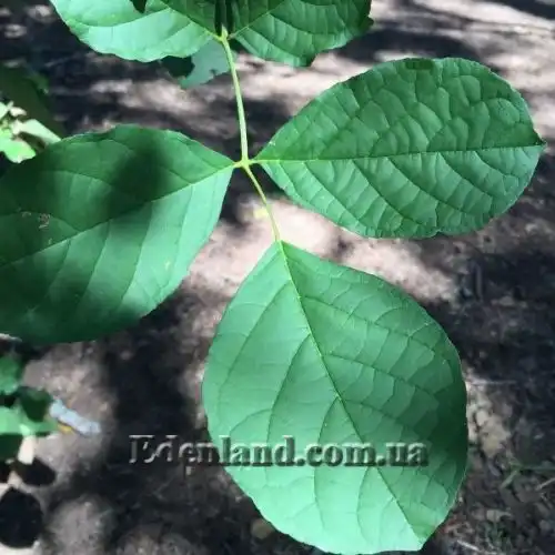 Изображение Маркамия занзибарская - Markhamia zanzibarica