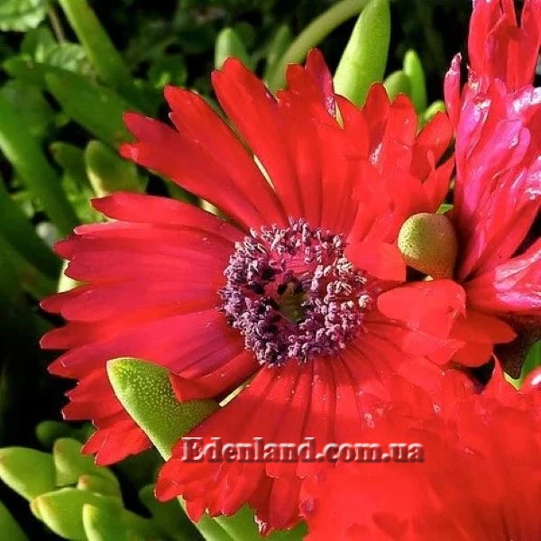 Изображение Цефалофиллум Альстона  - Cephalophyllum alstonii