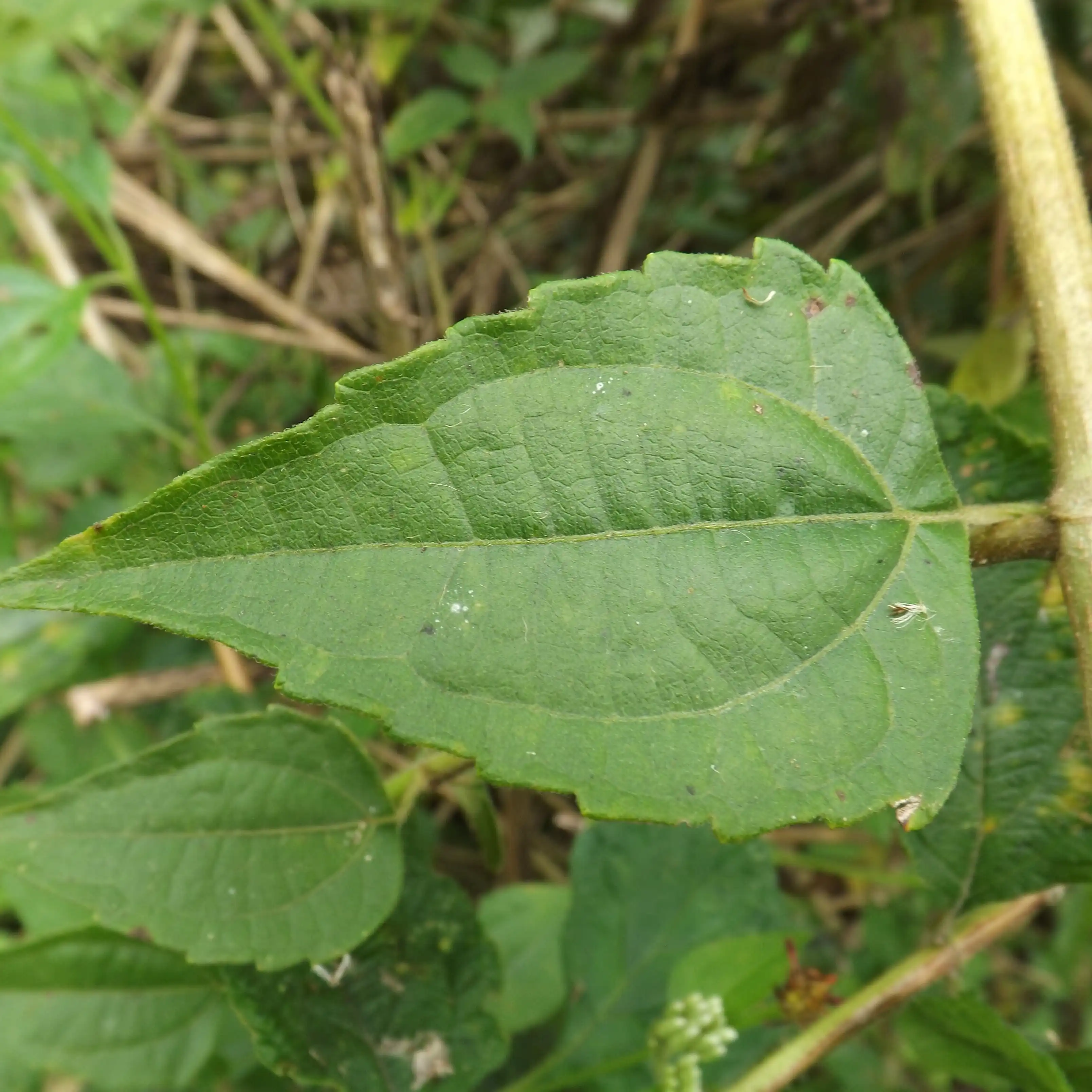 Изображение Хромолена душистая  - Chromolaena odorata