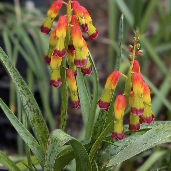 Изображение Лахеналия четырехцветная  - Lachenalia quadricolor