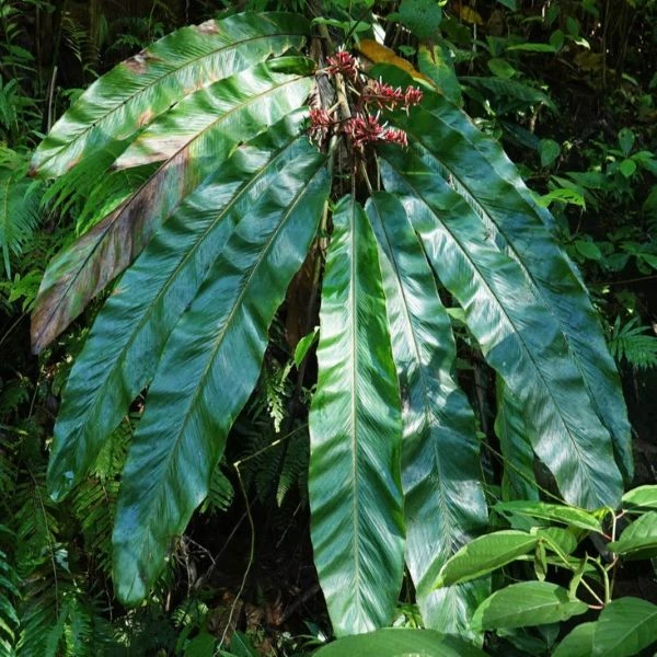 Альпінія прекрасна 'Нова Гвінея' - Alpinia pulchra 'New Guinea'  