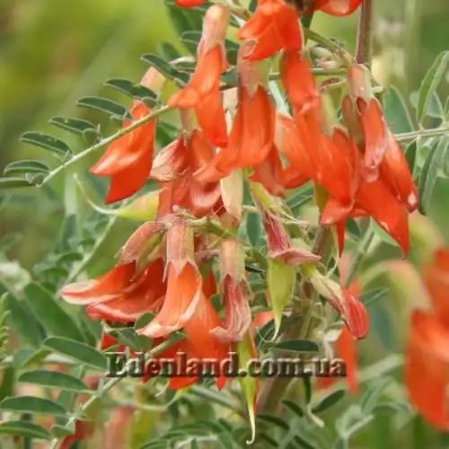 Изображение Сутерландия кустарниковая  - Sutherlandia frutescens