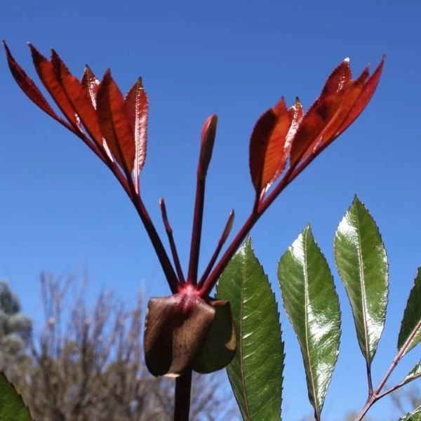 Изображение Кунония капская  - Cunonia capensis 