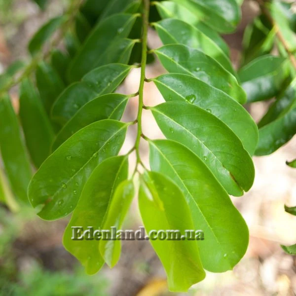 Зображення листя