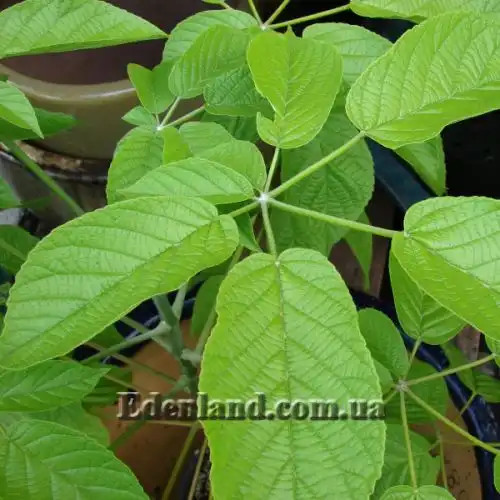 Изображение Розеодендрон Донель-Смита - Roseodendron donnell-smithii