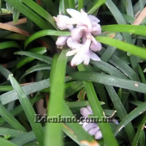 Изображение Офиопогон японский - Ophiopogon japonicus