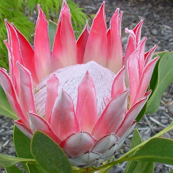 Изображение Протея цинаровидная  - Protea cynaroides