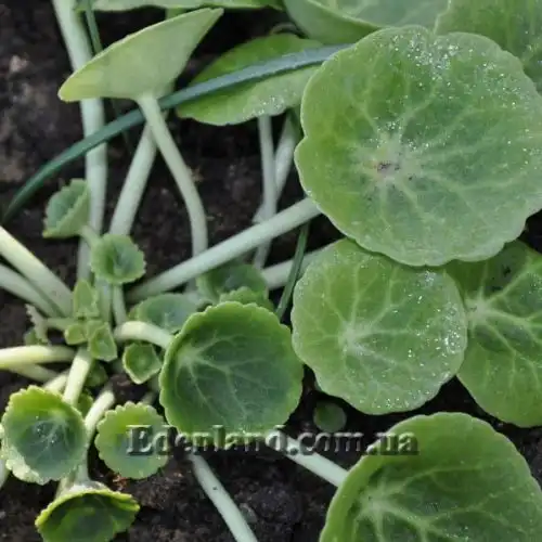 Изображение Умбиликус скальный - Umbilicus rupestris 