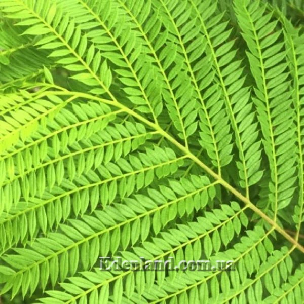 Изображение Жакаранда мимозолистная - Jacaranda mimosifolia