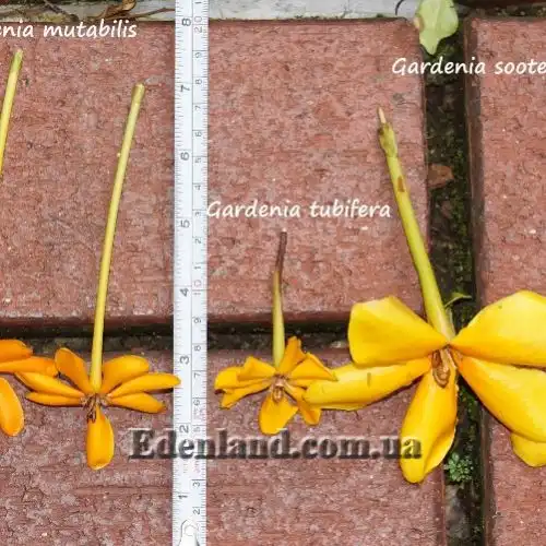 Изображение Гардения золотая - Gardenia sootepensis
