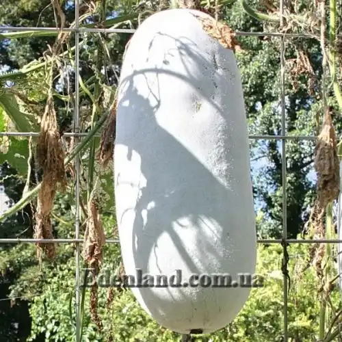 Изображение Бенинказа щетинистая  - Benincasa hispida