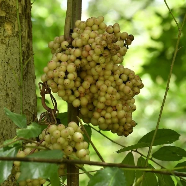 Зображення Ампелоцисус Мартіні - Ampelocissus martini 