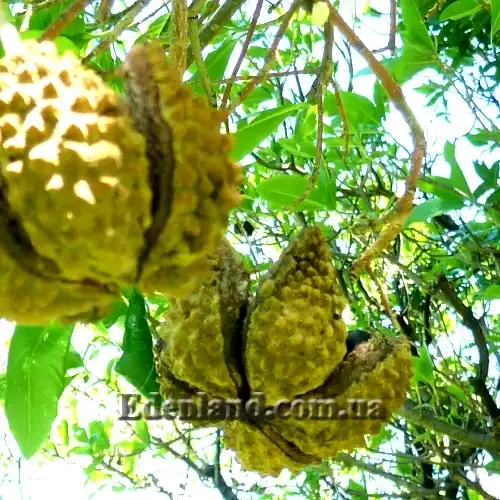 Изображение созревшие плоды