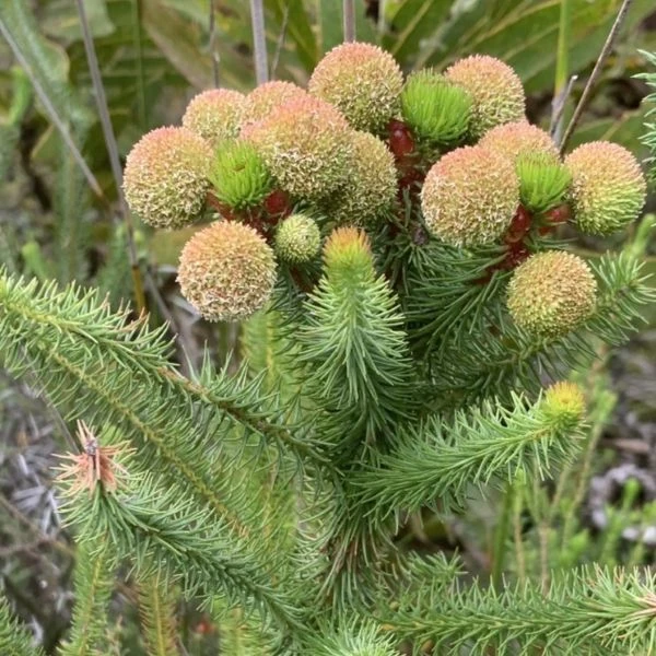 Изображение Берцелия Галпина - Berzelia galpinii