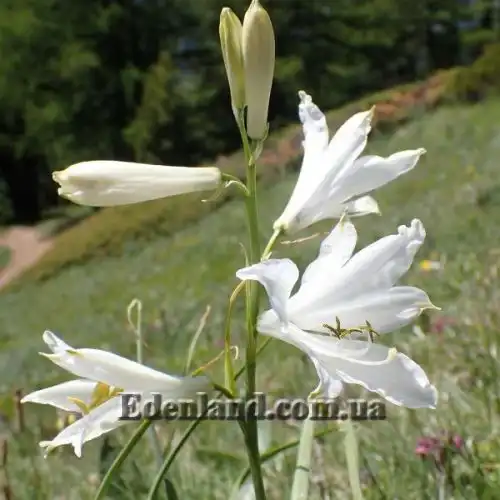 Изображение Парадизея лилейная - Paradisea liliastrum