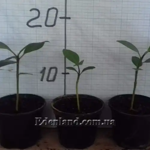 Изображение сеянцы в продаже