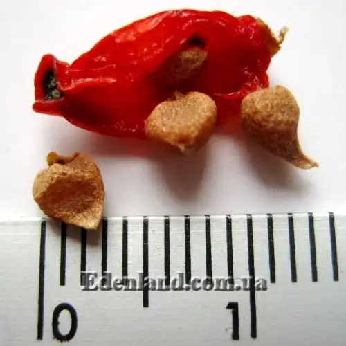 Изображение семена