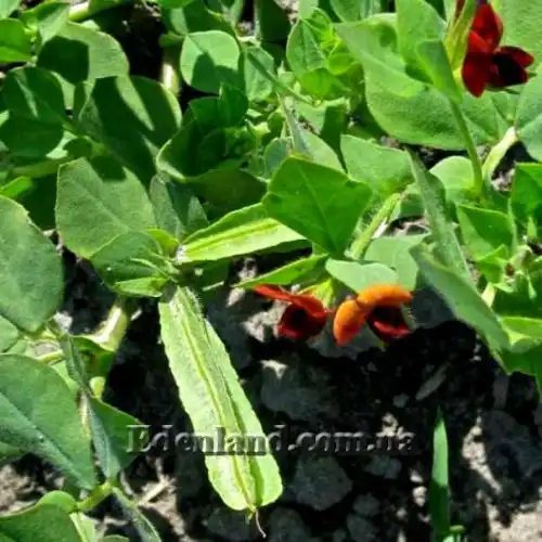 Изображение Четырехкрыльник пурпурный - Tetragonolobus purpureus