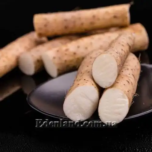 Изображение Диоскорея полистахия, Ямс - Dioscorea polystachya 