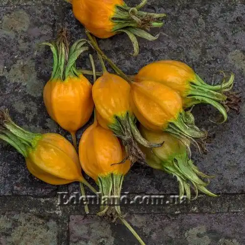 Изображение Канарина канарская - Canarina canariensis
