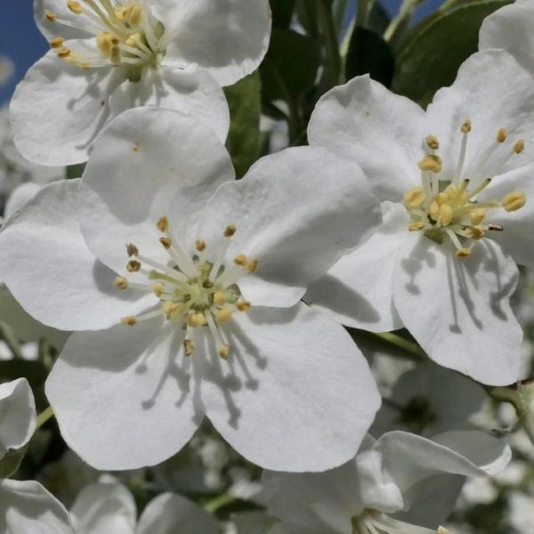 Изображение Яблоня Саржента - Malus sargentii  