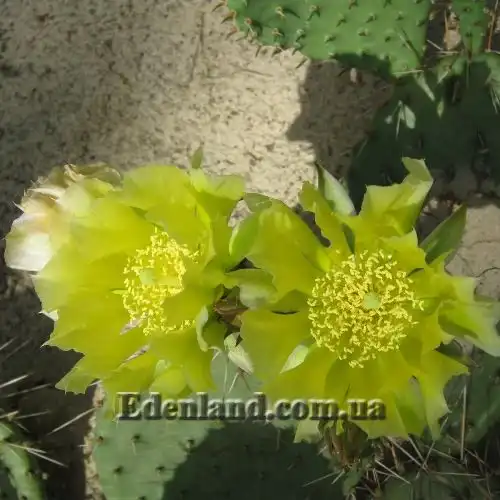 Изображение цветение