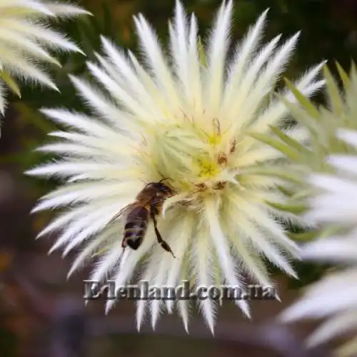 Изображение Филика пернатая - Phylica plumose 