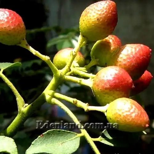 Изображение Муррайя Кёнига - Murraya koenigii