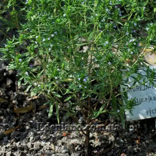Зображення Сатурея садова - Satureja hortensis
