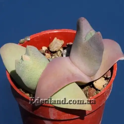 Изображение Хейридопсис своеобразный - Cheiridopsis peculiaris