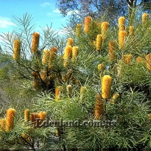 Изображение Банксия колючая - Banksia spinulosa