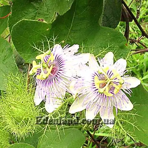 Пасифлора смердюча (гібіскусолістна) - Passiflora foetida v.hibiscifolia