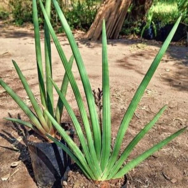 Зображення Драцена Пірсона - Dracaena pearsonii
