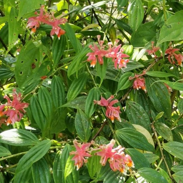 Зображення Кавендішія кереме  - Cavendishia quereme 