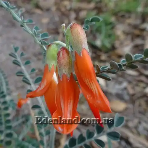 Изображение Сутерландия кустарниковая  - Sutherlandia frutescens