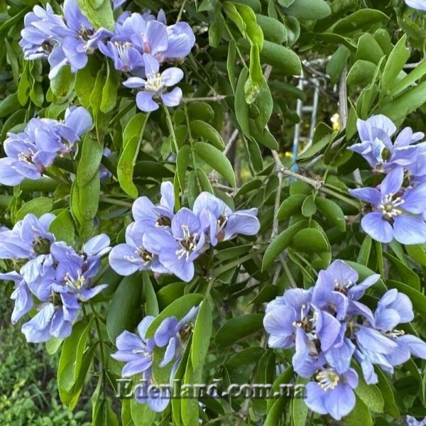 Изображение цветение