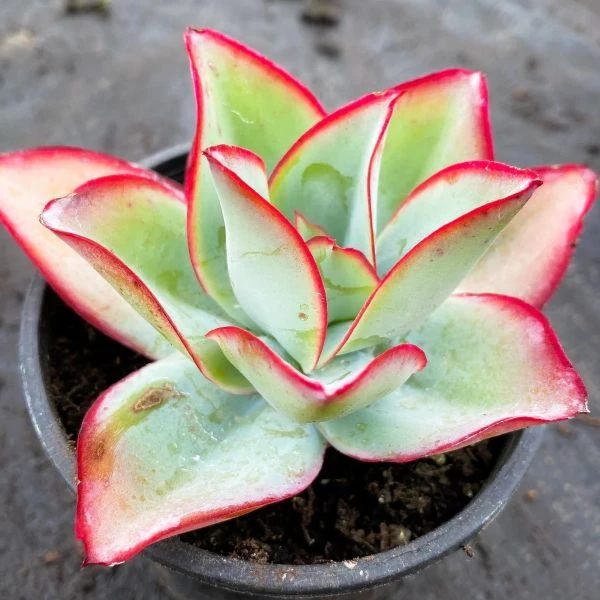 Ечеверія жорсткувата - Echeveria subrigida 