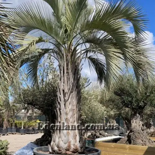 Изображение Бутия Ятай - Butia yatay