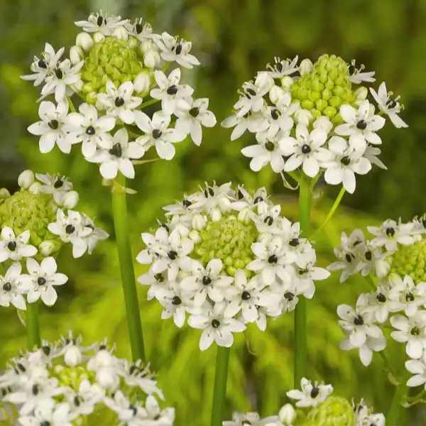 Изображение цветение