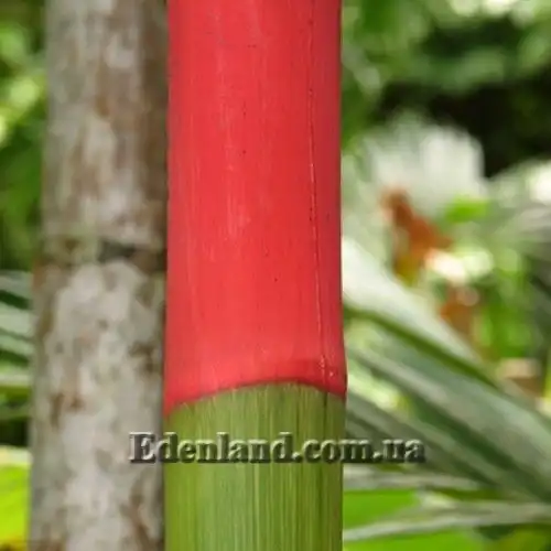 Изображение Циртостахис Ренда  - Cyrtostachys renda