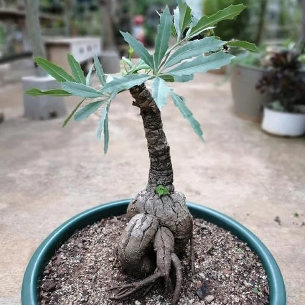 Зображення Куссонія колосовидна - Cussonia spicata 