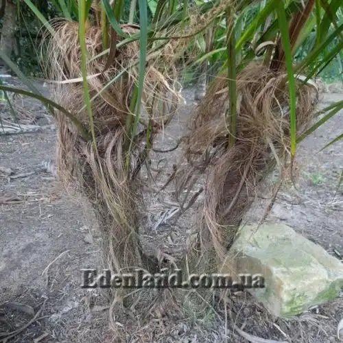 Изображение Дипсис волокнистый - Dypsis fibrosa