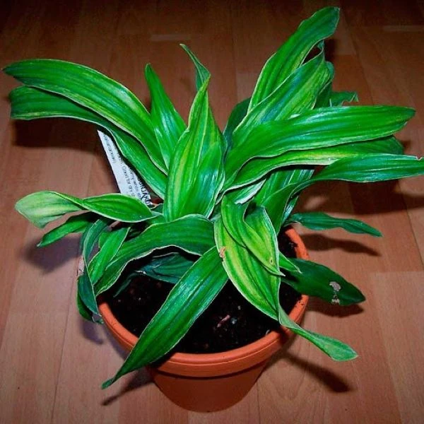 Зображення рослини в горщику