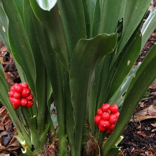 Родея японська - Rohdea japonica 