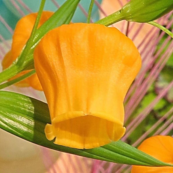 Изображение Сандерсония оранжевая  - Sandersonia aurantiaca