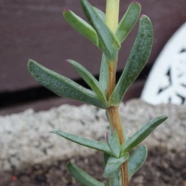 Изображение Эрепсия Пилланс  - Erepsia pillansii